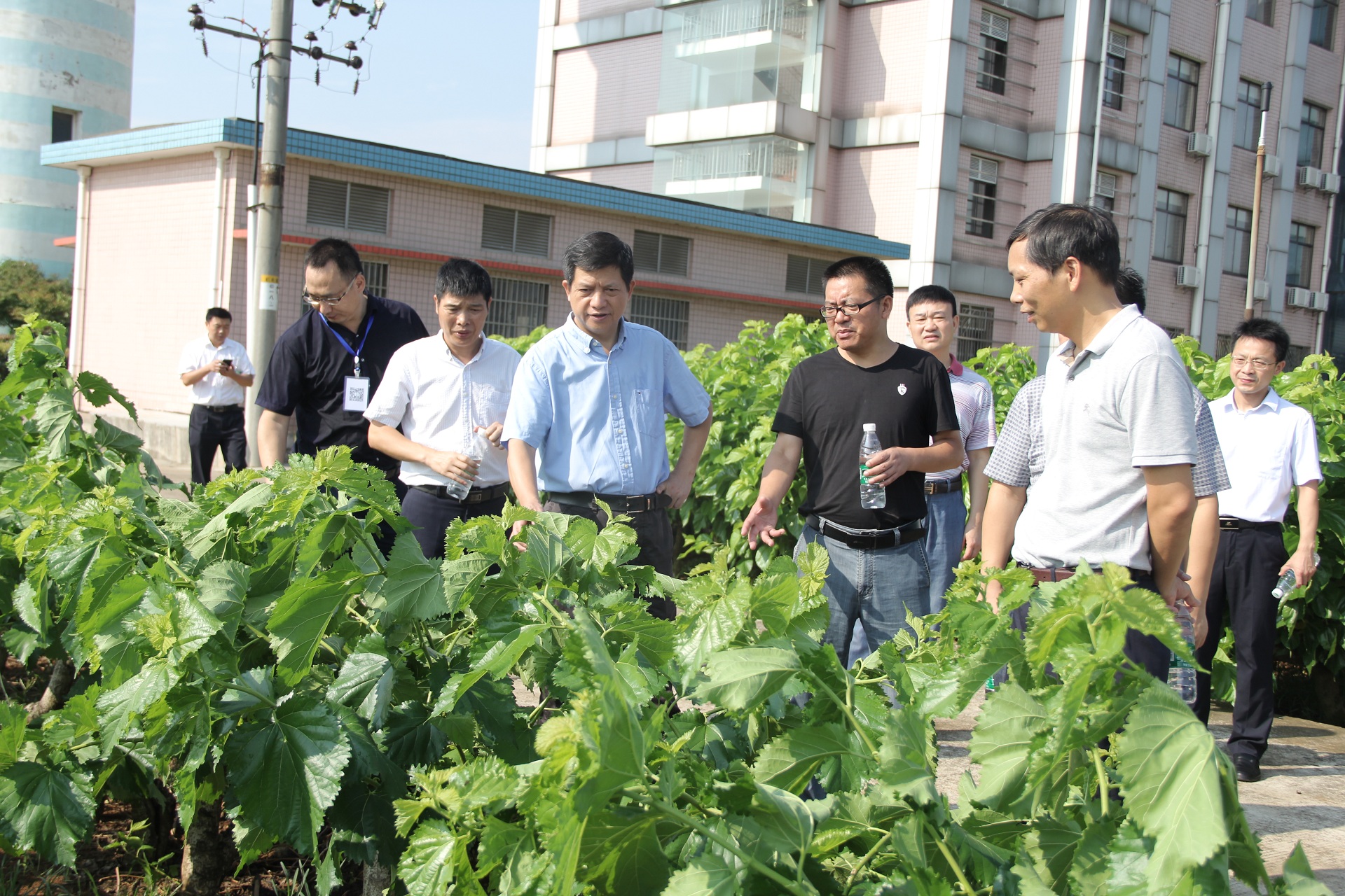 袁主任了解桑品种选育及桑资源开发利用情况 袁主任了解桑品种选育及桑资源开发利用情况